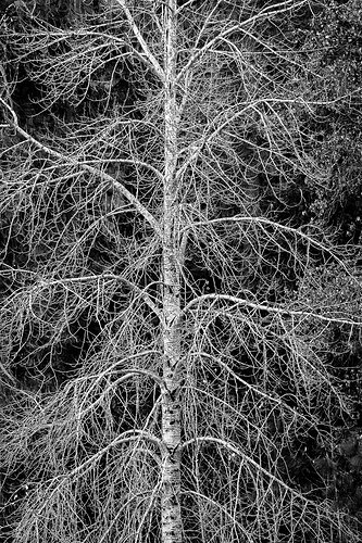 Waiting for spring