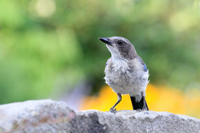 Young Scrub Jay
