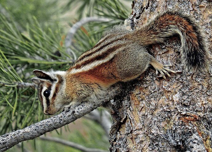 Chipmunk on Pine .jpg