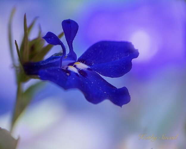 Lobelia