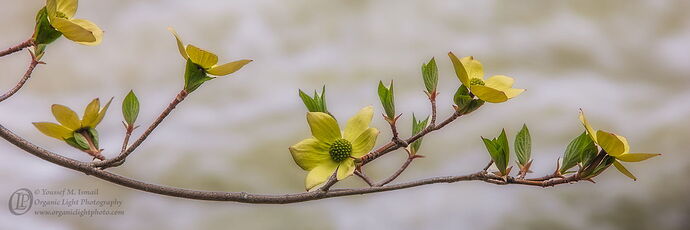 _DSC0002_DogwoodBranchCropV3_UnCloned.jpg