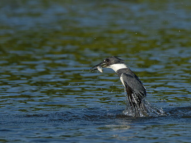 Belted Kingfisher series