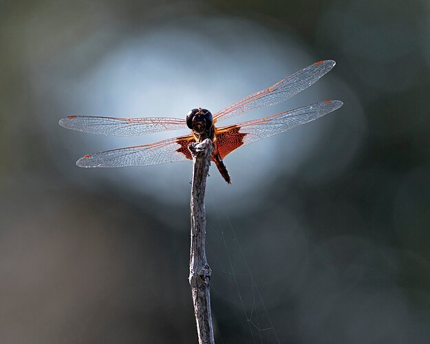 Saddlebag Dragonfly