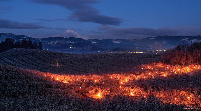 Keeping the Orchards Warm