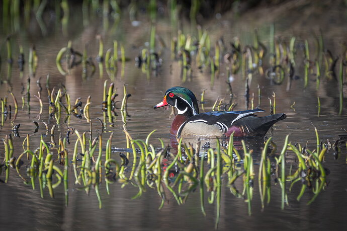 Wood Duck in lillies NPN.jpg