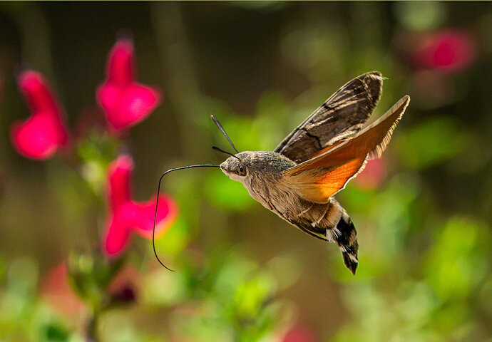Hummingbird Hawk20260830-DSC03229-Edit