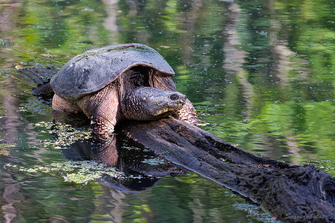 Sunning Snapper.jpg