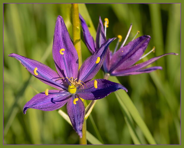 Great Camas-NPN2