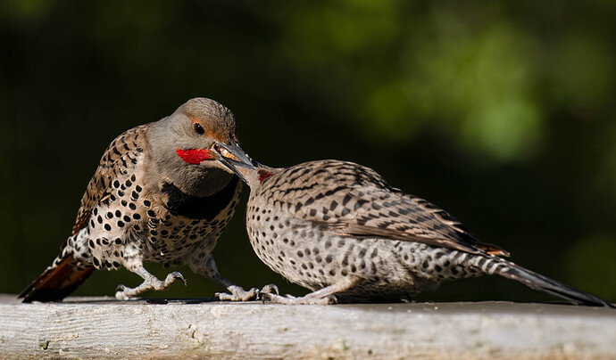 Dad feeding a juvenile