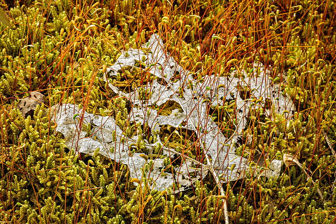 forest floor replasce.jpg