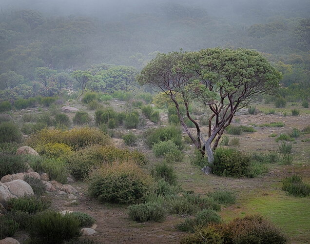 Manzanita Fog Drip.jpg
