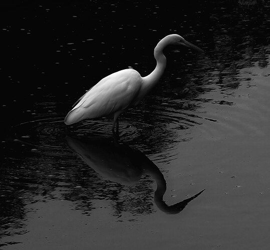 Great-Egret-Rework