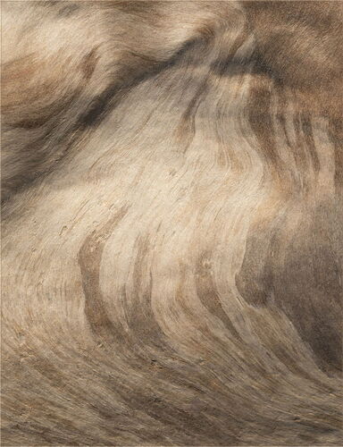 -20260124-_7R52742-Forks-DxO_DeepPRIME 3-Edit-Edit.jpg