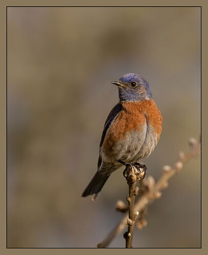 Western Bluebird-NPN.jpg