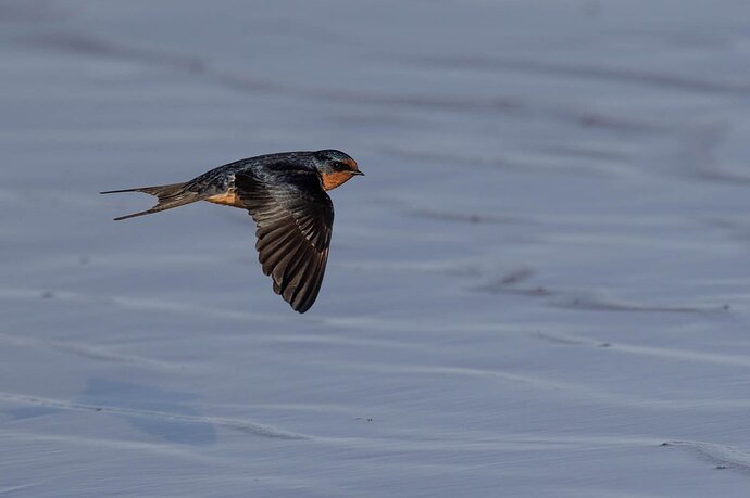 Barn Swallow-9220.jpg