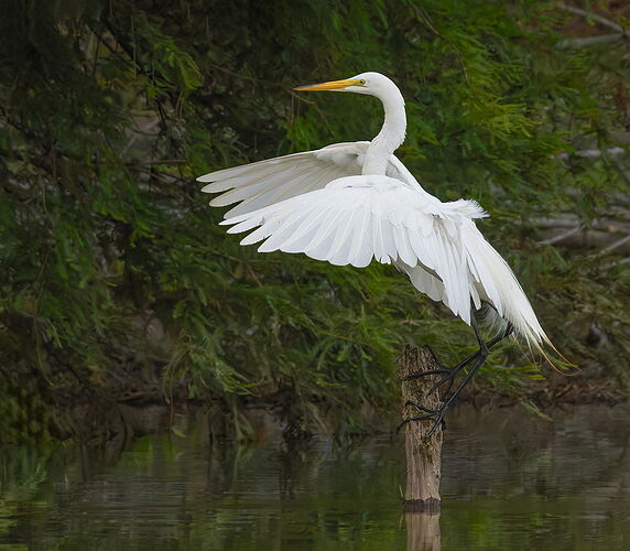 Great Egret 72.jpg