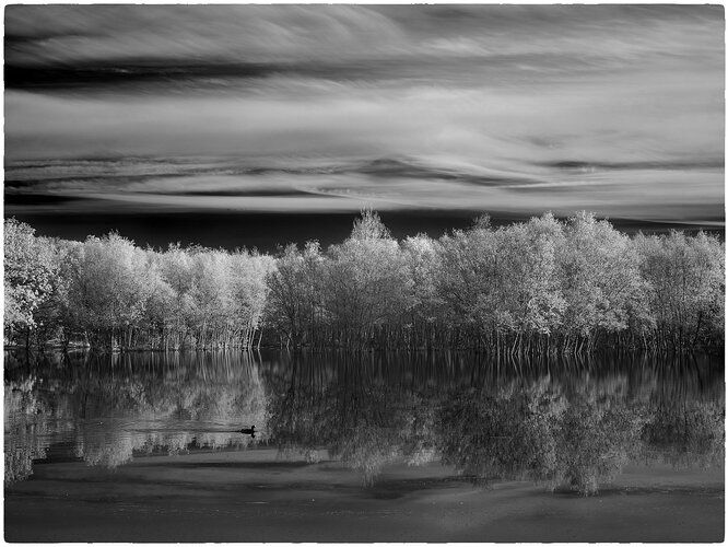 Birches and coot IR.jpg