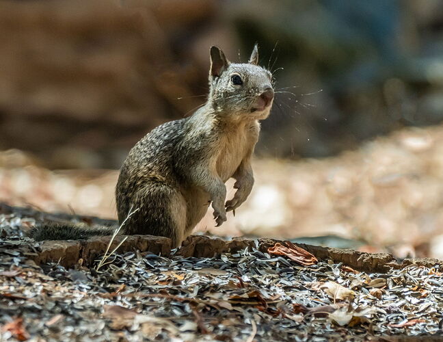 GRSQUIRREL.jpg