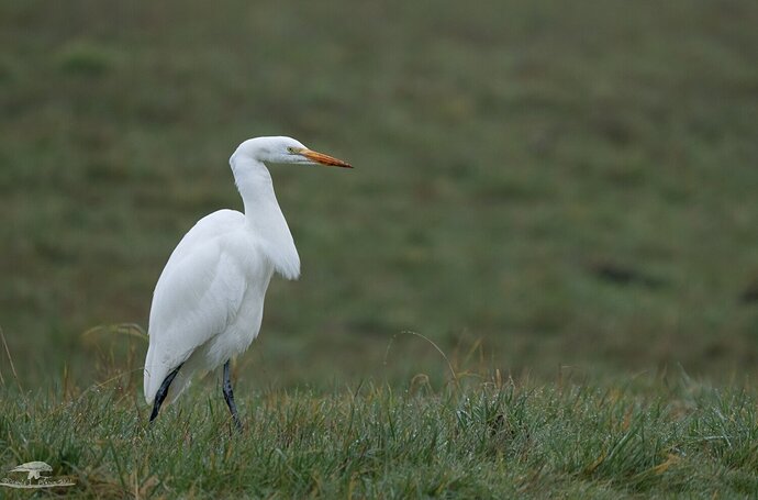 Great Egret Trying out for Egyptian Hieroglyphics