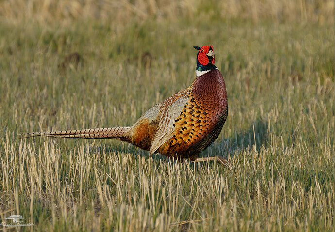 Ring-necked Pheasant