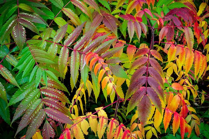 Sumac Rainbow