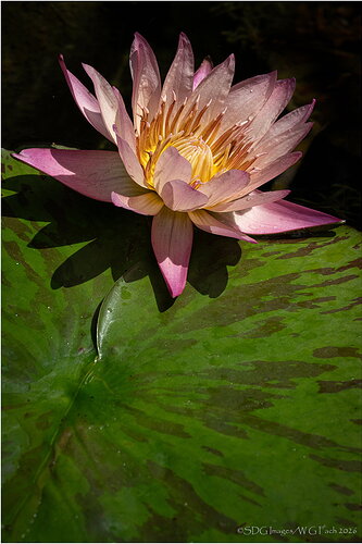 Original - Basking-76417A7r3-26.jpg