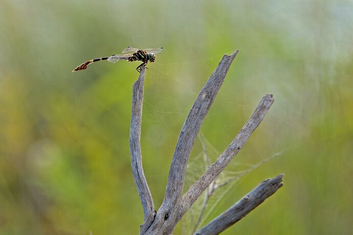 dragonfly-DSC_5467-2