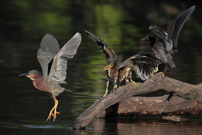 Green Heron party