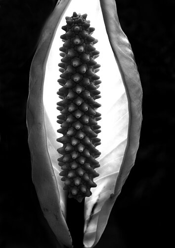 Back Light Plant.jpg