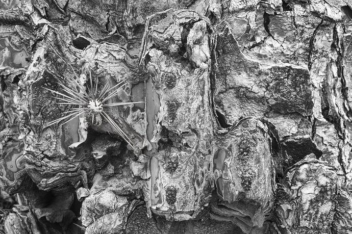 Saguaro close c (1 of 1).JPG