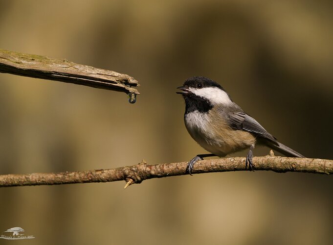 Black Capped Chickadee