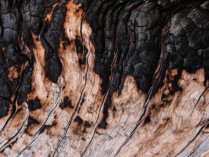 John Charred Ponderosa (2) copy