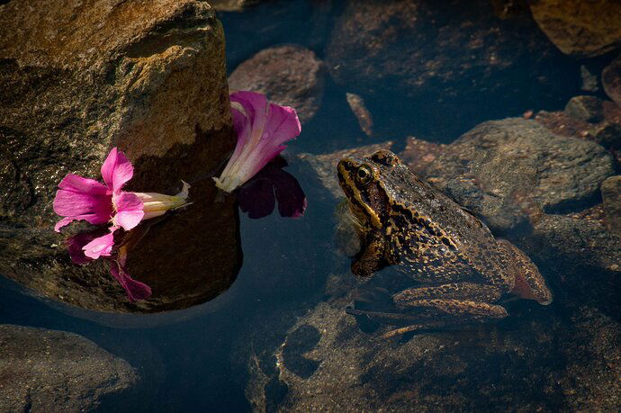 Cascade Frog Reflecting