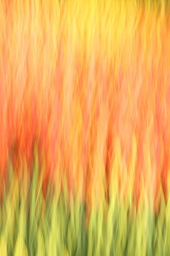 ICM - Tulip 1.jpg