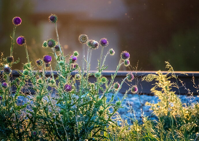Original - dcampbell-musk-thistle-fc-co-2026-social.jpg