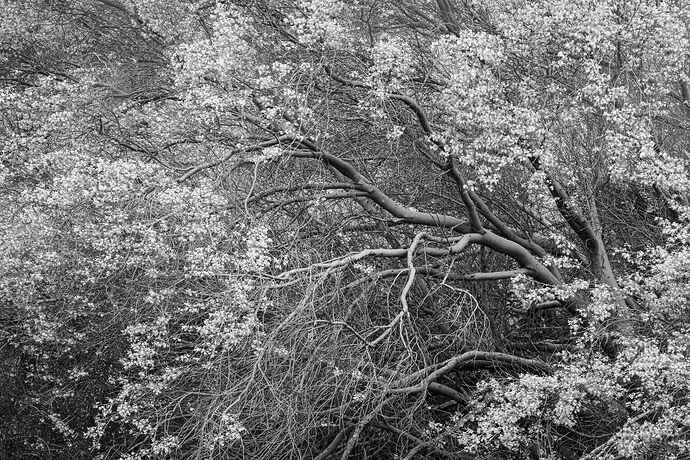 Palo verde blooms c