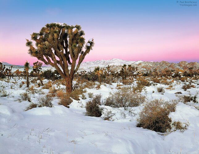 Joshua Tree In Snow