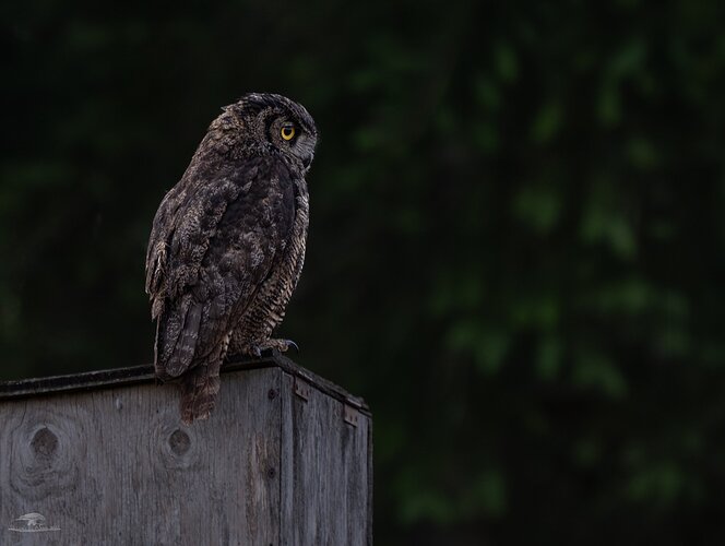 -20230713-_A1_9597-Great-horned Owl-Enhanced-NR-Edit.jpg