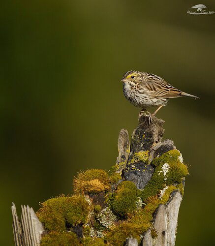 Savannah Sparrow