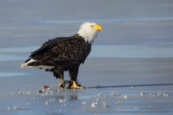 Bald Eagle 40.jpg