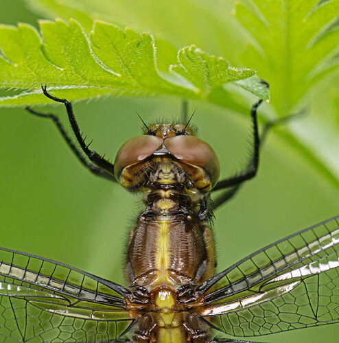 Kingbird Fodder (Widow Skimmer)