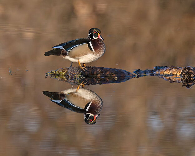 WoodDuckReflection.jpg