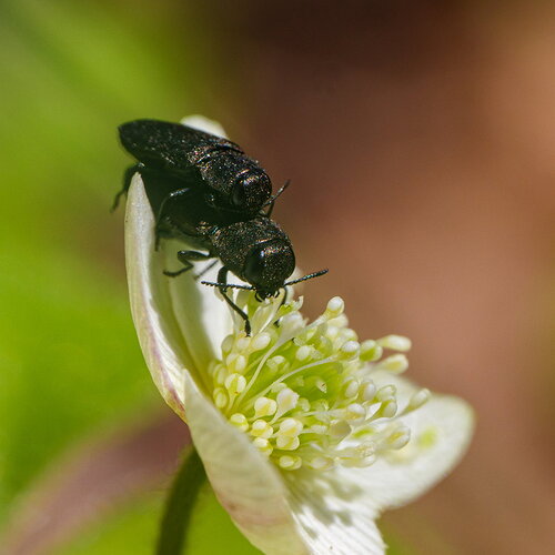 Metallic wood-borers
