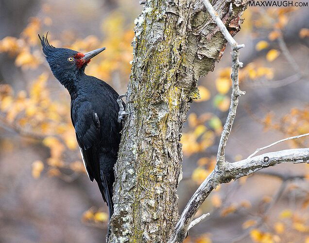 woodpeckermagellanic0523patagonia2.jpg