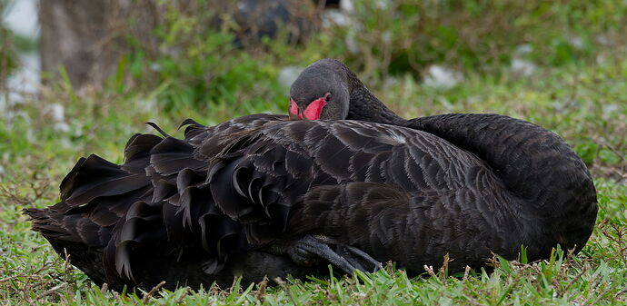 DSC_6896_DxO-1.jpg