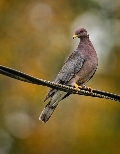 Band-Tail-Pigeon-2-copy