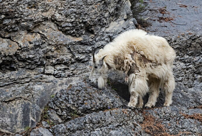 YohoMountainGoat.jpg