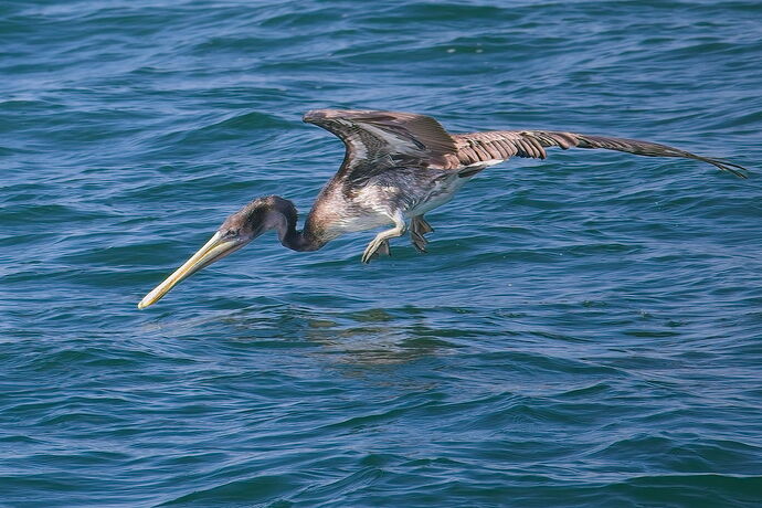 pelican-dive-newport-beach.jpg