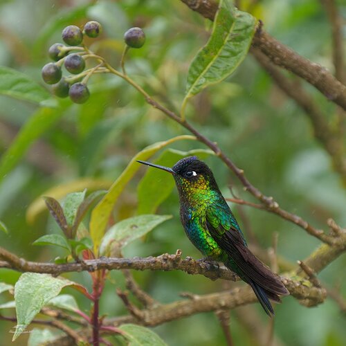 20240215--20240215-_A1_6300-Costa Rica-ARW-Edit-Edit.jpg