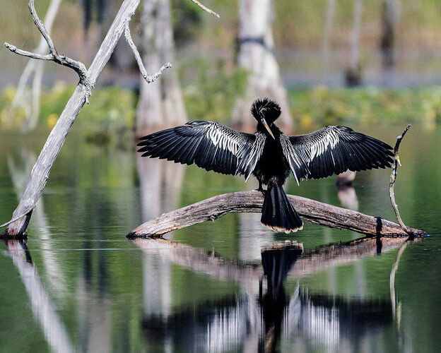 anhinga classic settig color